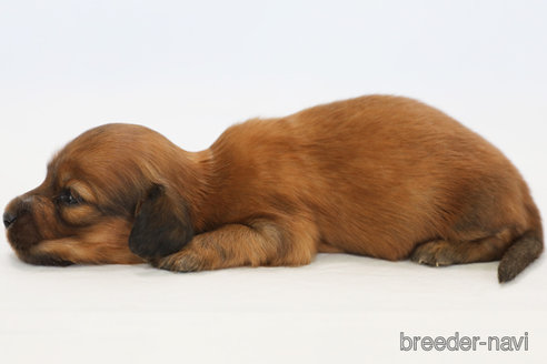 成約済の神奈川県のミニチュアダックスフンド(ロングヘアード)-313810の2枚目